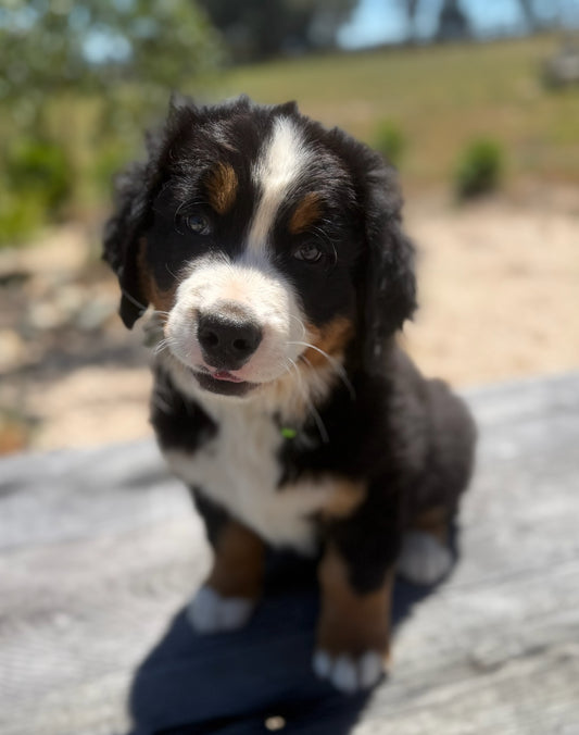 BEAR - Bernese Mountain Dogs (DNA Clear, Hip & Elbow Scored)