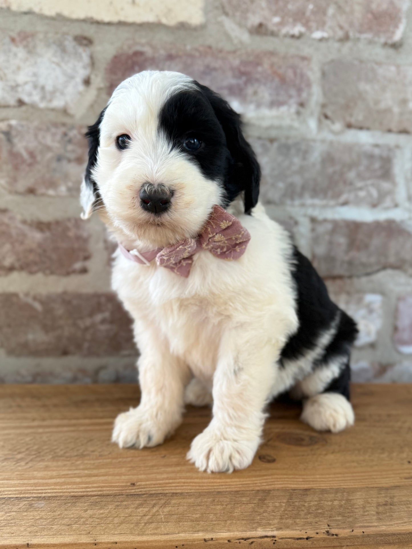 POPPY - F1 Standard Sheepadoodle (Old English Sheepdog x Standard Poodle)