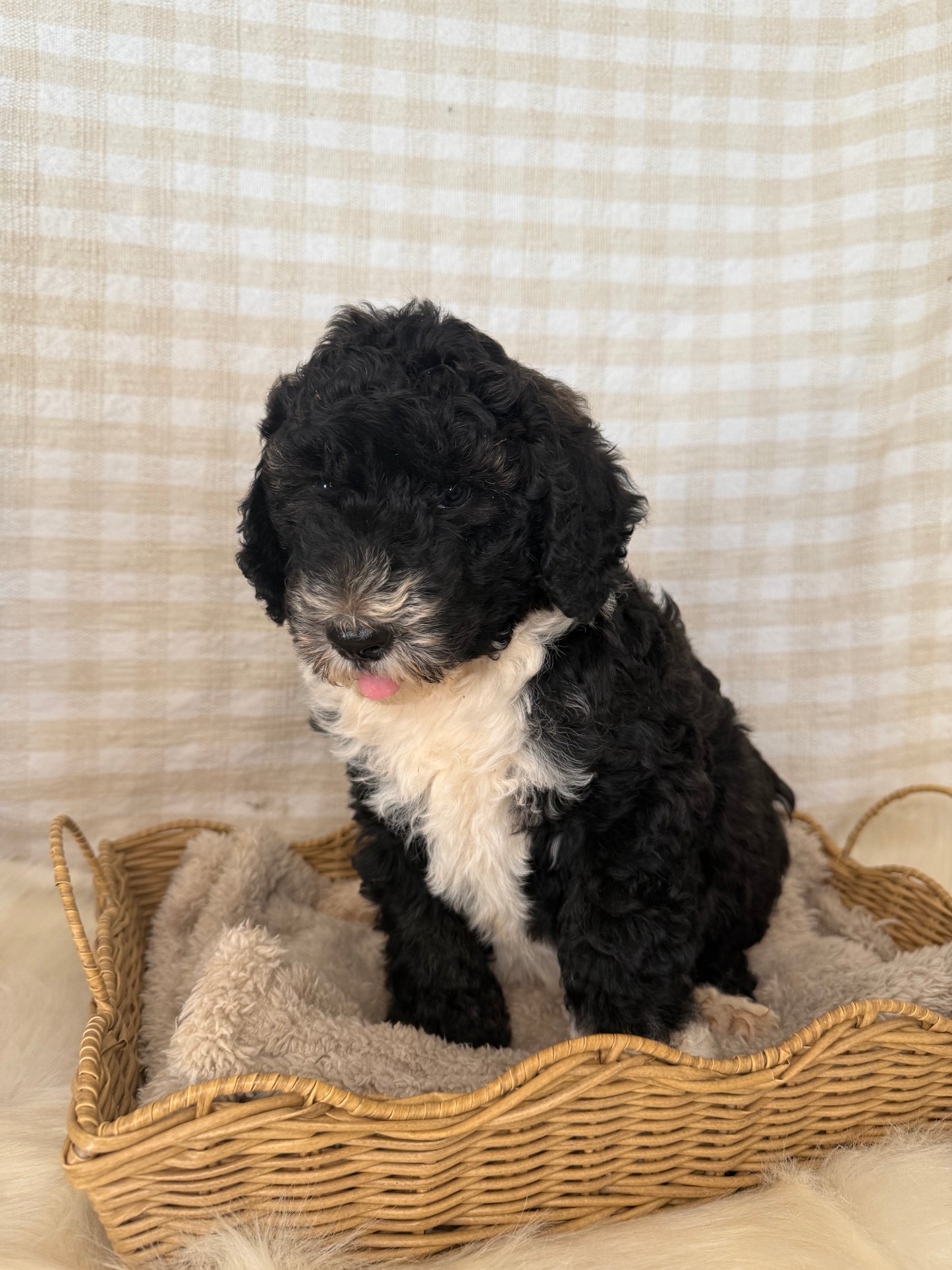1 x F1 Standard Sheepadoodles (Old English Sheepdog x Standard Poodle)