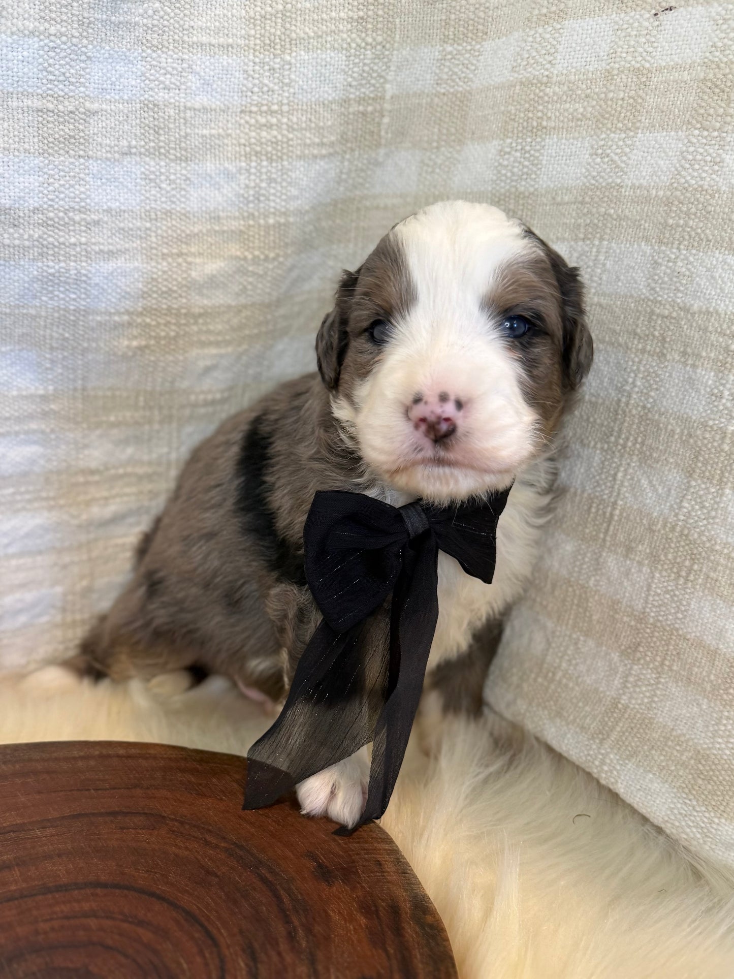 F1 Mini Bernedoodles (Bernese Mountain Dog x Mini Poodle)