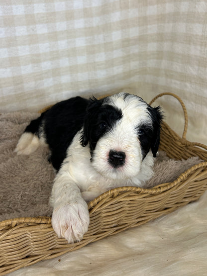7 x F1 Mini Sheepadoodles (Old English Sheepdog x Mini Poodle)