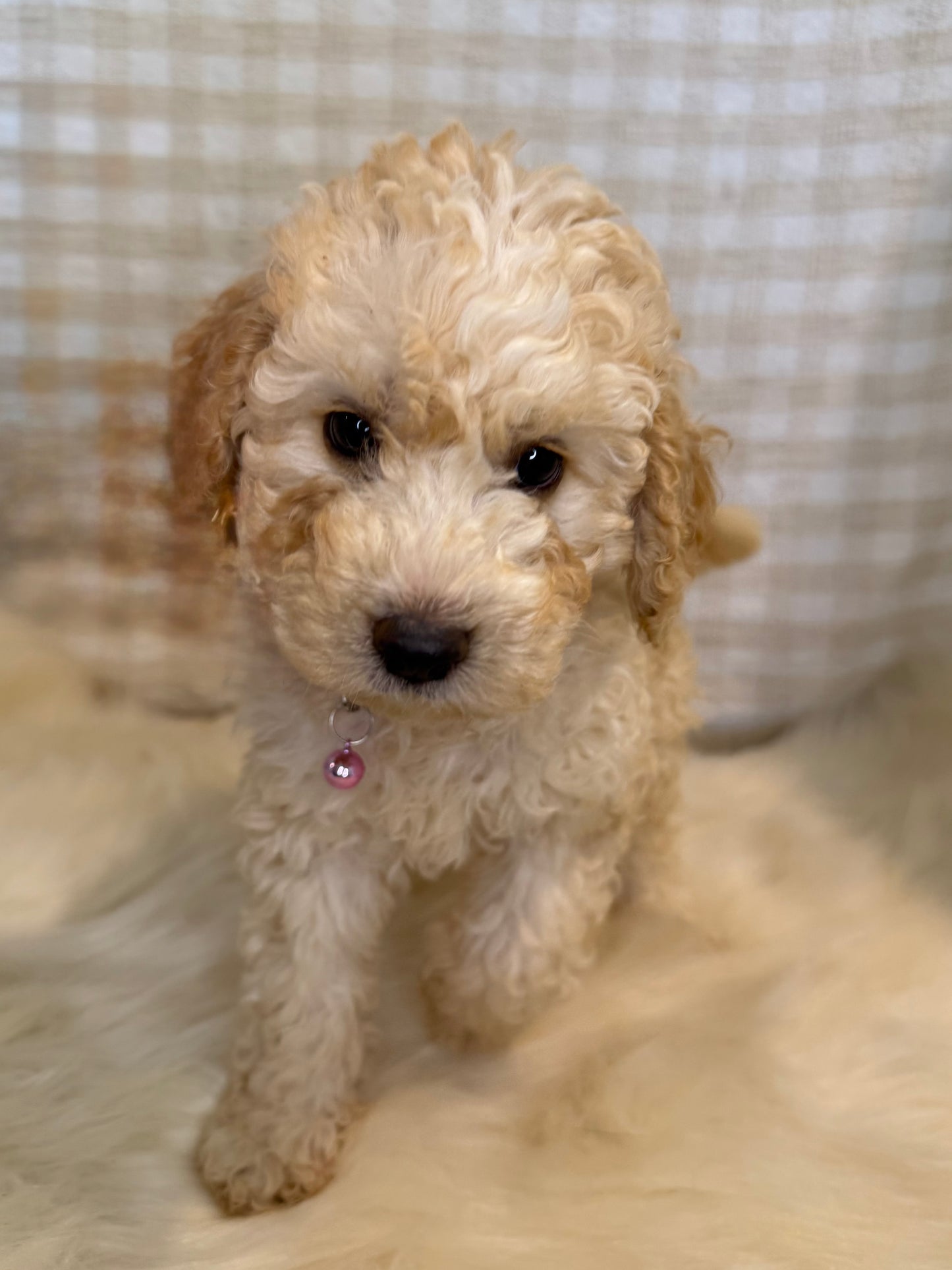 4 x F1b Medium Bernedoodles (Standard Bernedoodle x Mini Poodle)