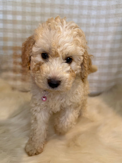 4 x F1b Medium Bernedoodles (Standard Bernedoodle x Mini Poodle)