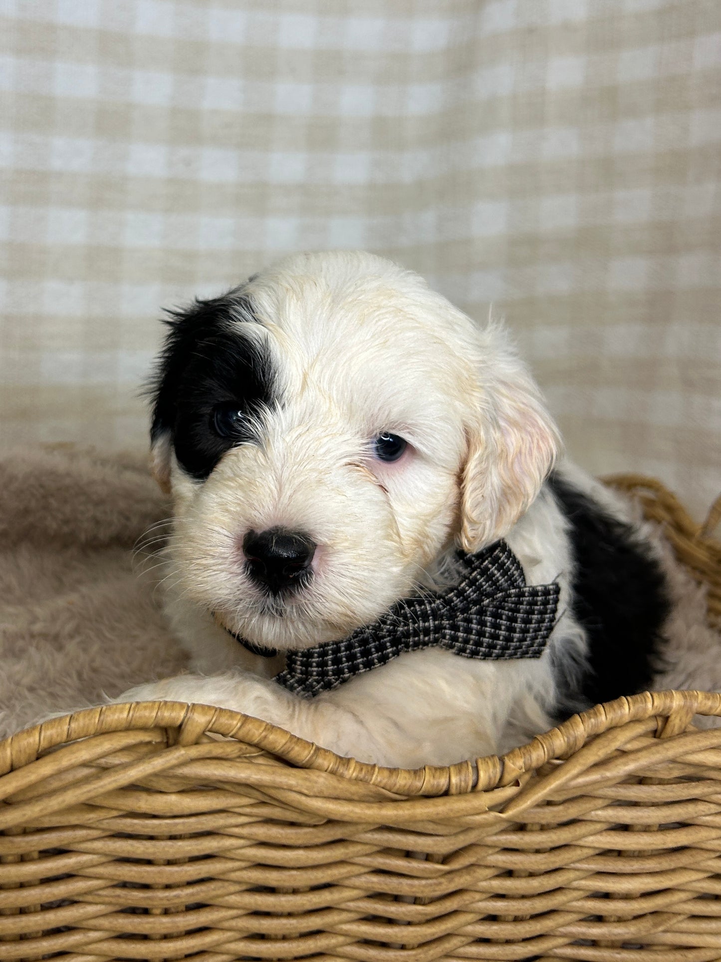 7 x F1 Mini Sheepadoodles (Old English Sheepdog x Mini Poodle)