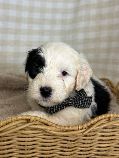 7 x F1 Mini Sheepadoodles (Old English Sheepdog x Mini Poodle)