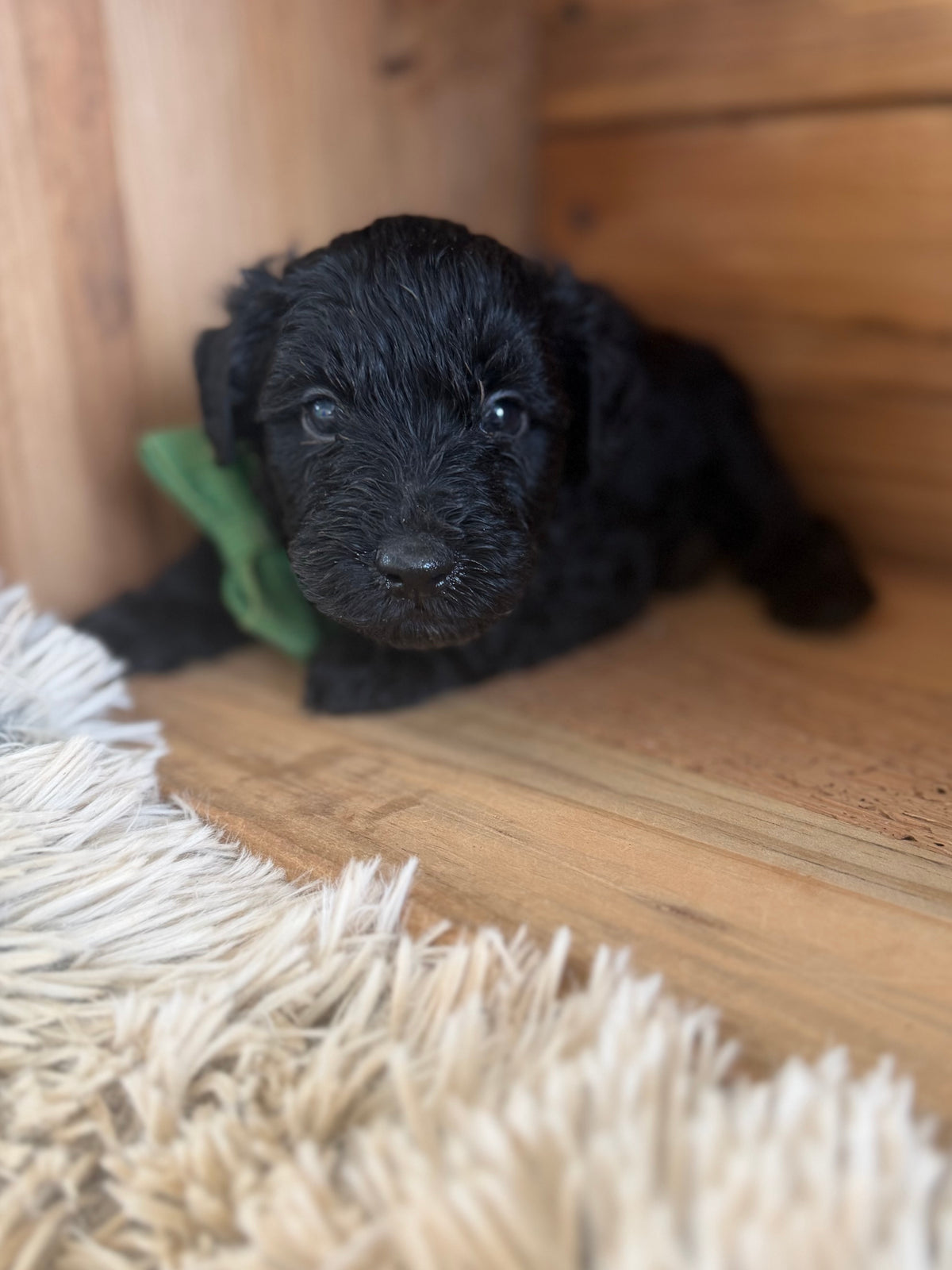 3 x F1 Mini Schnoodles (Mini Poodle x Mini Schnauzer)
