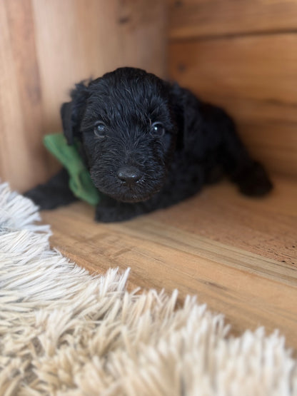 3 x F1 Mini Schnoodles (Mini Poodle x Mini Schnauzer)