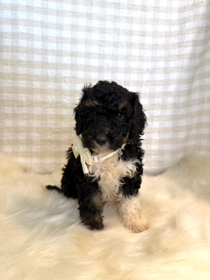 4 x F1b Medium Bernedoodles (Standard Bernedoodle x Mini Poodle)