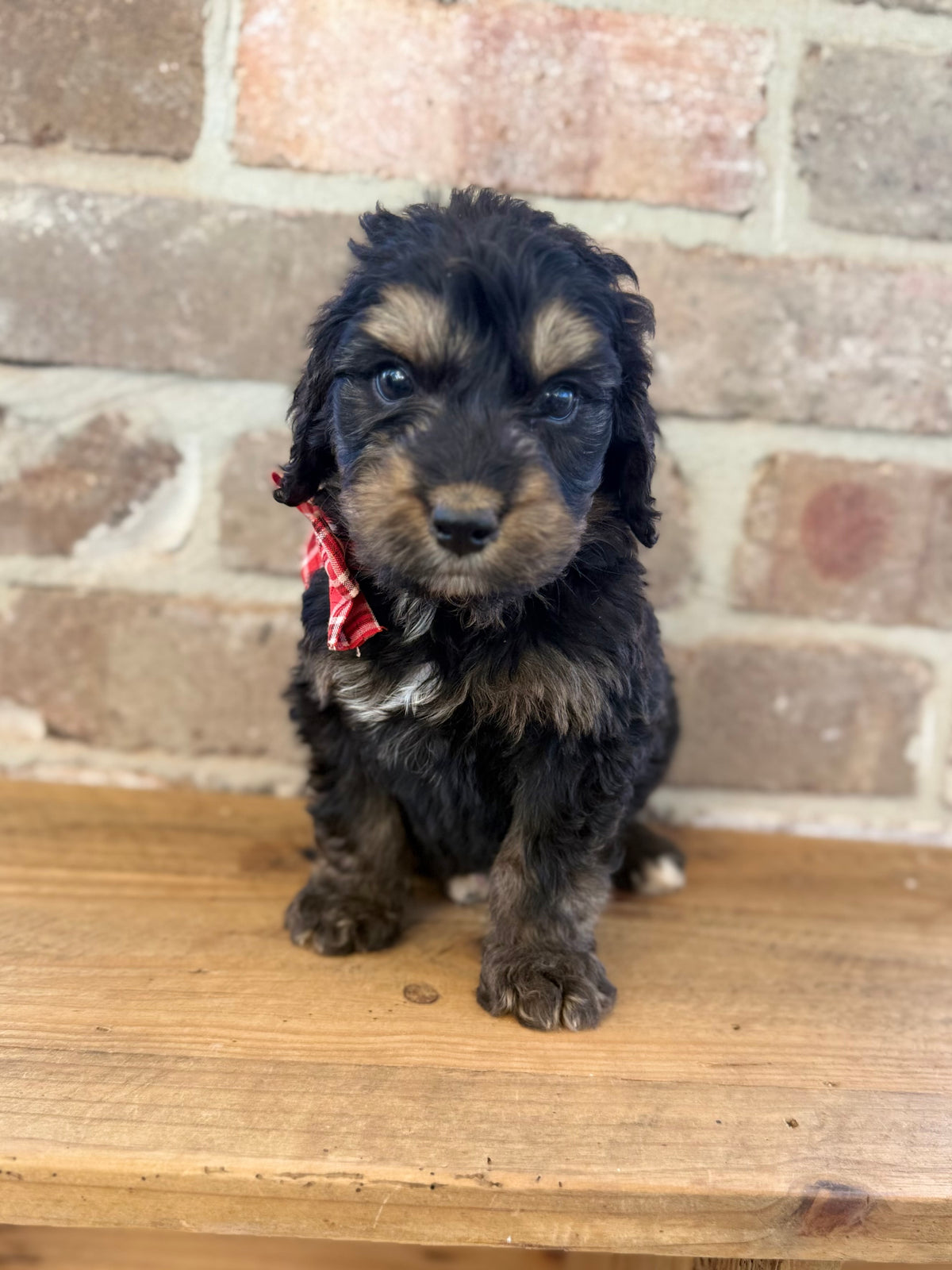 7 x F1 Standard Bernedoodles (Bernese Mountain Dog x Standard Poodle) READY END OF OCTOBER
