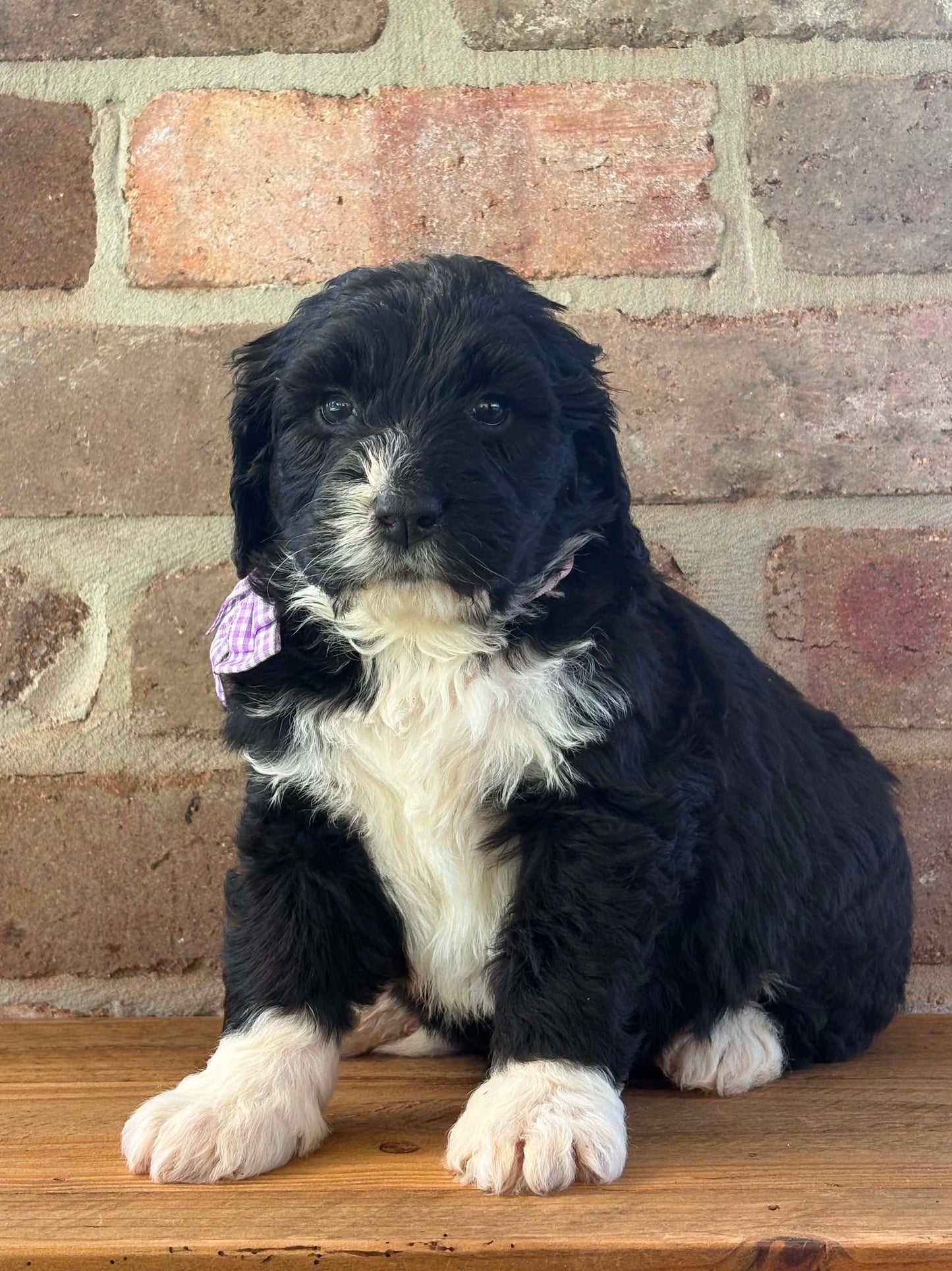 F1 Standard Bernedoodles (Bernese Mountain Dog x Standard Poodle)