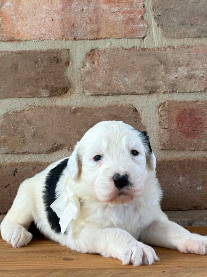 F1 Standard Sheepadoodles (Old English Sheepdog x Standard Poodle)