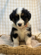 Load image into Gallery viewer, 5 x Purebred Australian Shepherds (DNA tested)
