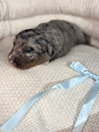 8 x F1 Standard Bernedoodles (Bernese Mountain Dog x Standard Poodle) READY EARLY DECEMBER