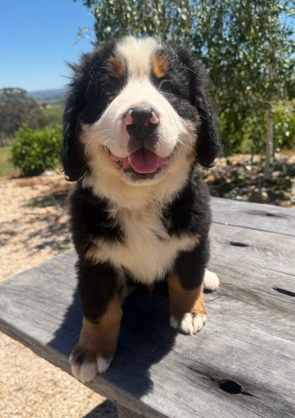 BENNY - Bernese Mountain Dogs (DNA Clear, Hip & Elbow Scored)