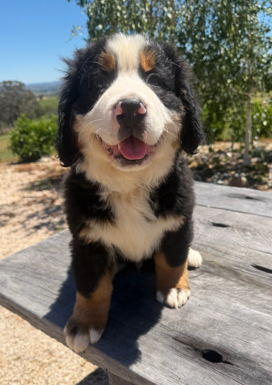 BENNY - Bernese Mountain Dogs (DNA Clear, Hip & Elbow Scored)