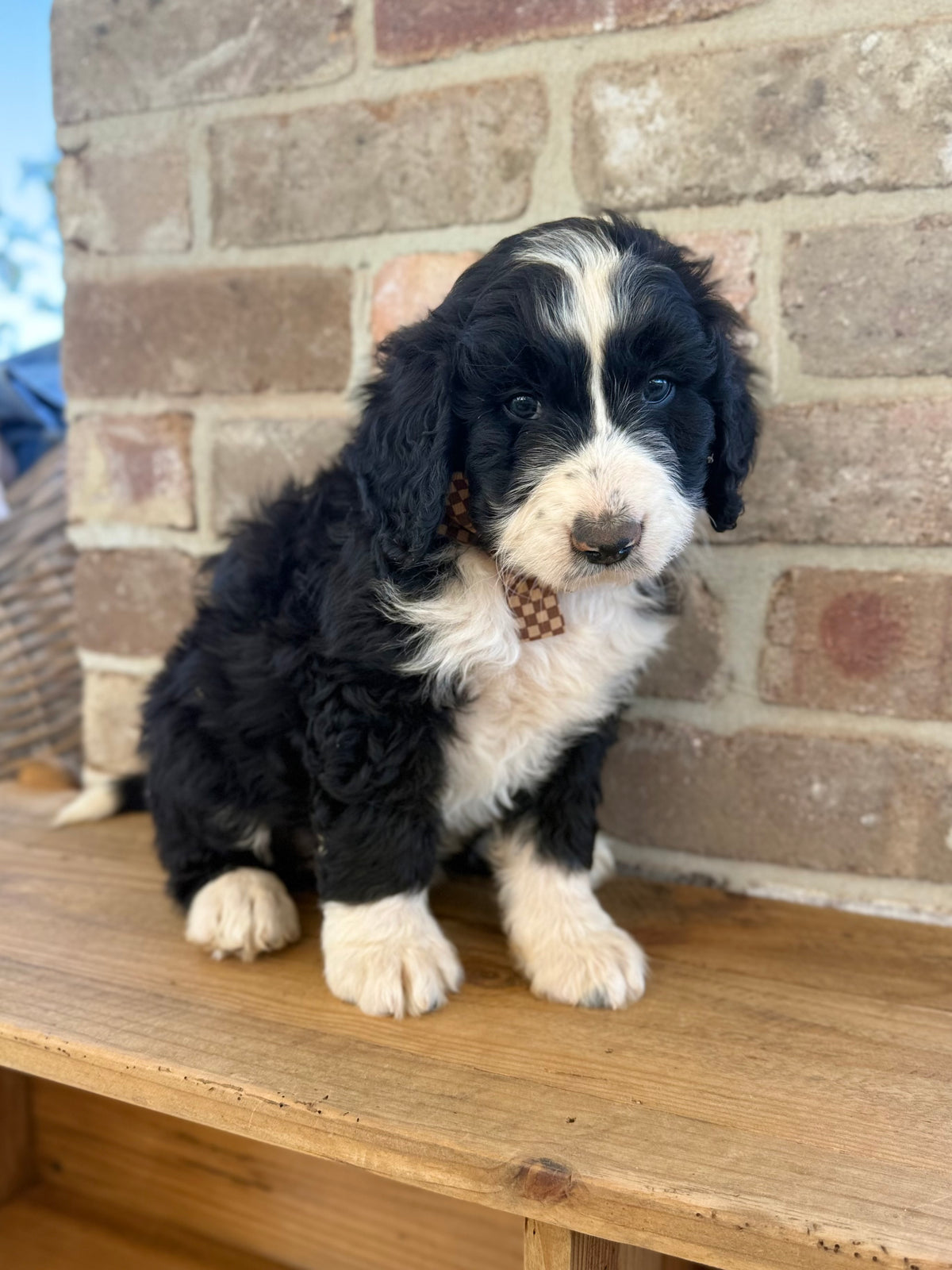 F1 Standard Bernedoodles (Bernese Mountain Dog x Standard Poodle)