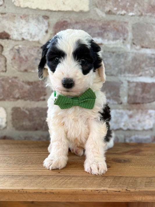 OLLIE - F1 Standard Sheepadoodle (Old English Sheepdog x Standard Poodle)