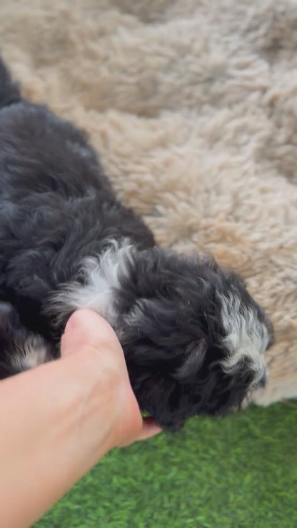 POSIE - F1 Standard Bernedoodles (Bernese Mountain Dog x Standard Poodle)