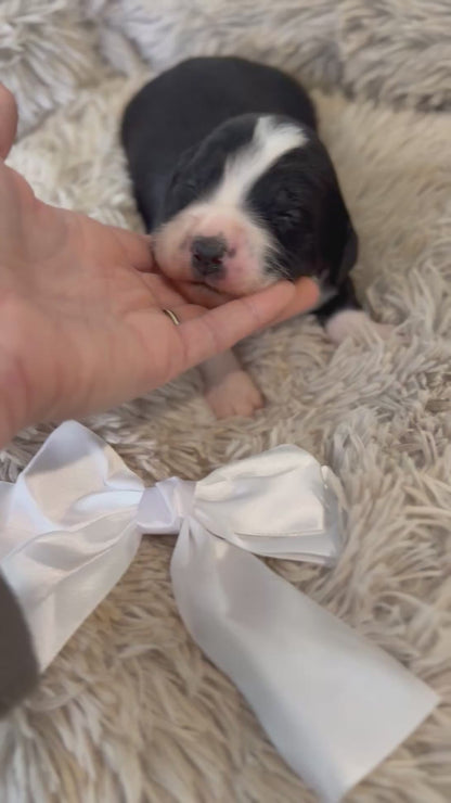 F1 Standard Bernedoodles (Bernese Mountain Dog x Standard Poodle)