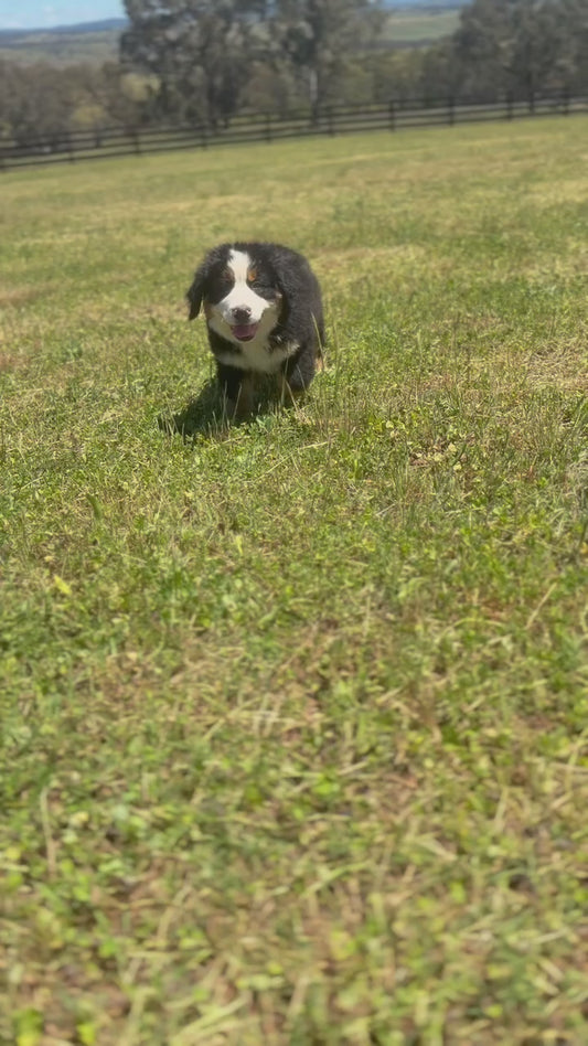 BENNY - Bernese Mountain Dogs (DNA Clear, Hip & Elbow Scored)