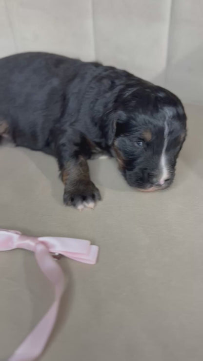 8 x F1 Standard Bernedoodles (Bernese Mountain Dog x Standard Poodle) READY EARLY DECEMBER