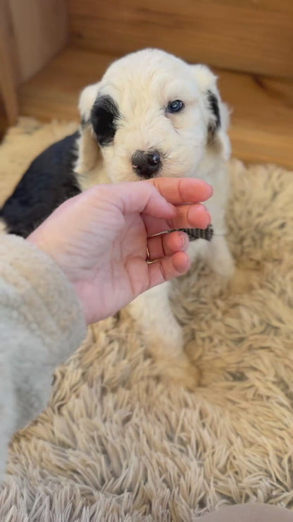 F1 Standard Sheepadoodles (Old English Sheepdog x Standard Poodle)