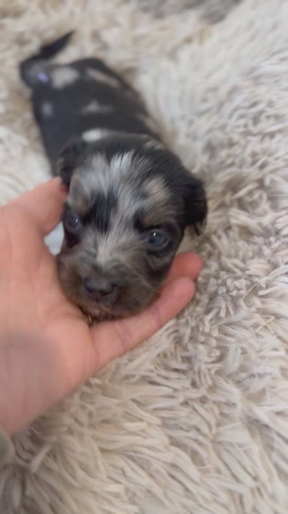 F1b Medium Bernedoodles (Standard Bernedoodle x Mini Poodle)