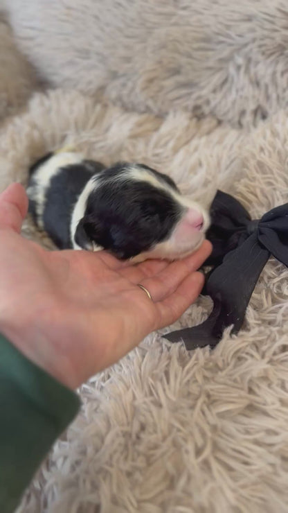 F1 Standard Sheepadoodles (Old English Sheepdog x Standard Poodle) READY EARLY DECEMBER