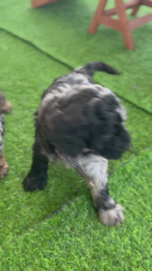 F1b Medium Bernedoodles (Standard Bernedoodle x Mini Poodle)