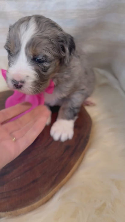 F1 Mini Bernedoodles (Bernese Mountain Dog x Mini Poodle)
