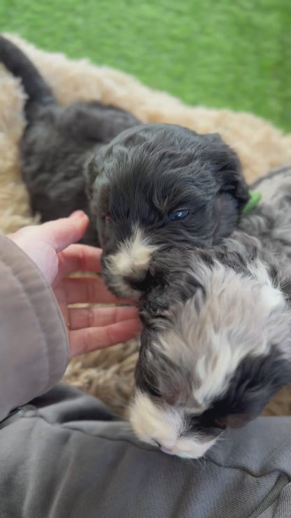 F1 Standard Bernedoodles (Bernese Mountain Dog x Standard Poodle)