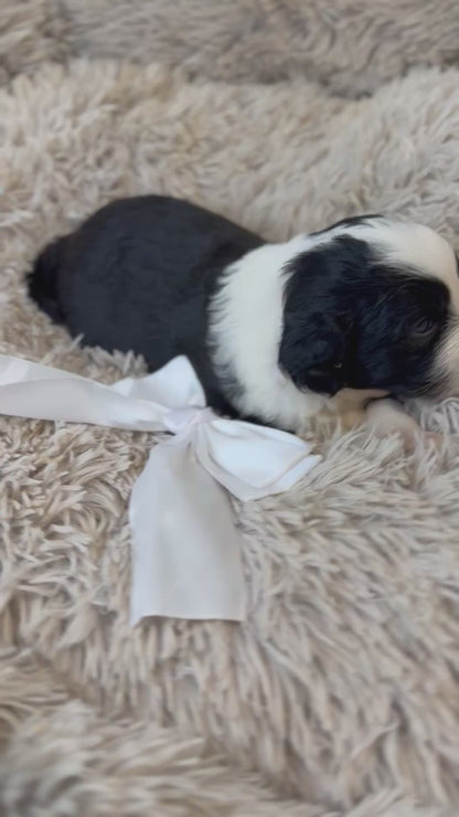F1b Medium Bernedoodles (Standard Bernedoodle x Mini Poodle)