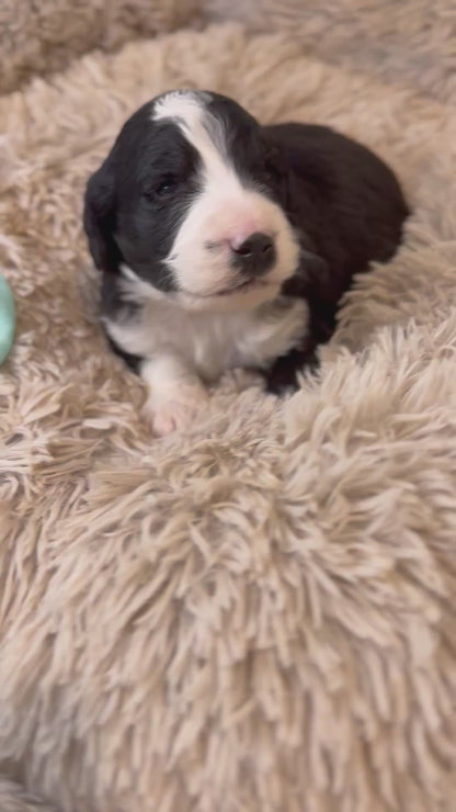 F1 Standard Bernedoodles (Bernese Mountain Dog x Standard Poodle)