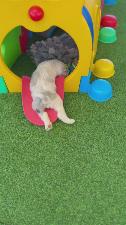 F1 Standard Sheepadoodles (Old English Sheepdog x Standard Poodle)