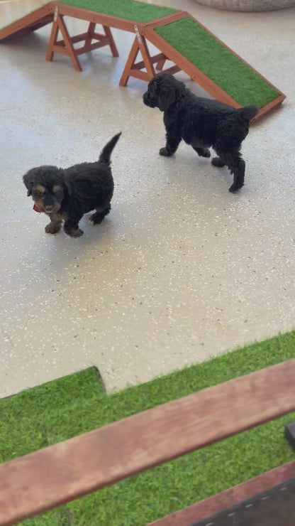 7 x F1 Standard Bernedoodles (Bernese Mountain Dog x Standard Poodle) READY END OF OCTOBER