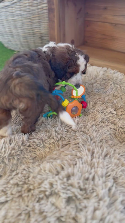 F1 Standard Bernedoodles (Bernese Mountain Dog x Standard Poodle)