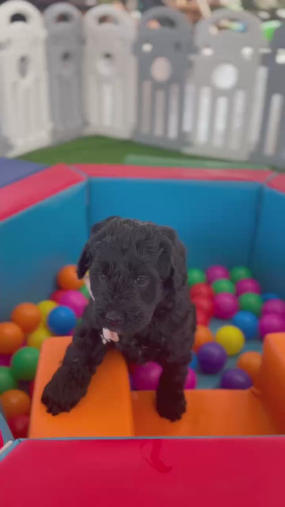 F1b Medium Bernedoodles (Standard Bernedoodle x Mini Poodle)
