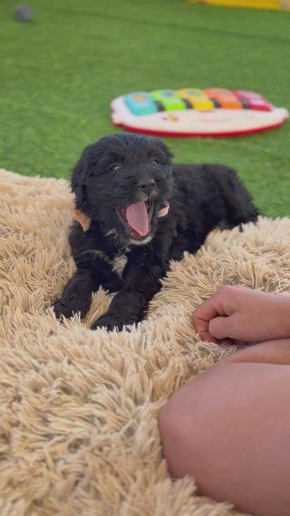 7 x F1 Standard Bernedoodles (Bernese Mountain Dog x Standard Poodle) READY END OF OCTOBER