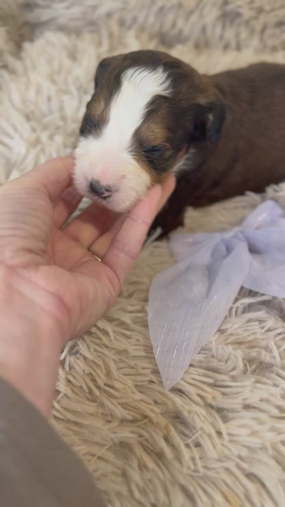 F1 Standard Bernedoodles (Bernese Mountain Dog x Standard Poodle)