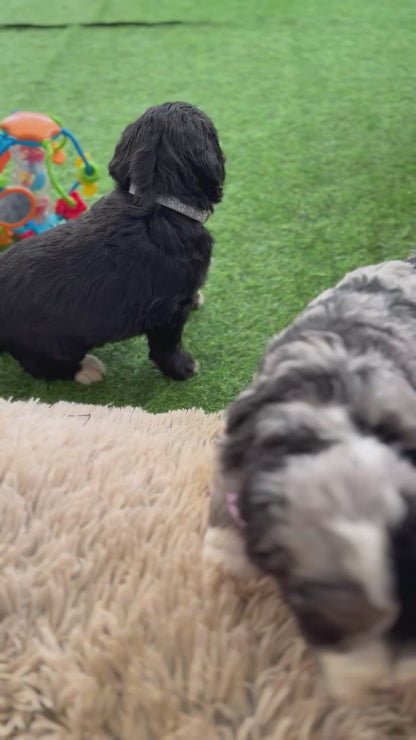 F1 Standard Bernedoodles (Bernese Mountain Dog x Standard Poodle)
