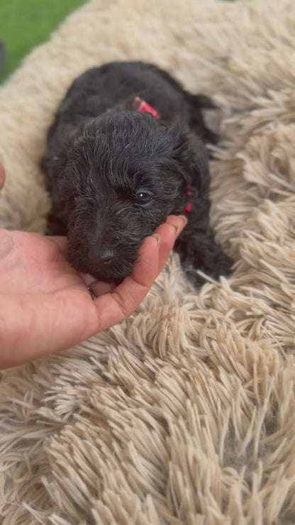 3 x F1 Mini Schnoodles (Mini Poodle x Mini Schnauzer)