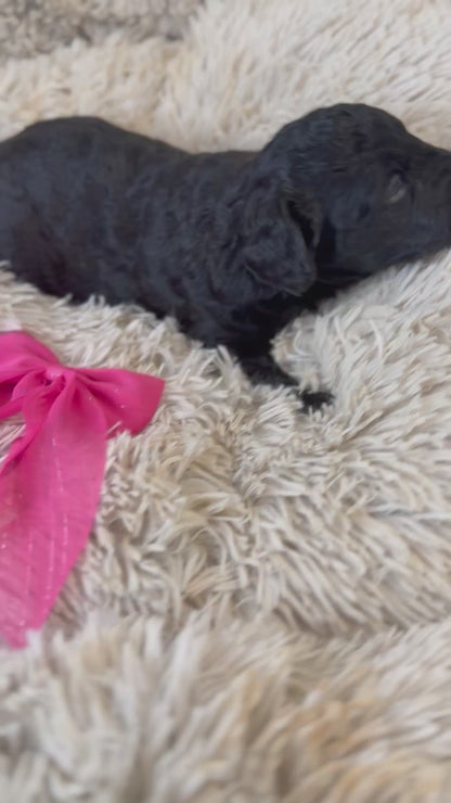 F1b Medium Bernedoodles (Standard Bernedoodle x Mini Poodle)