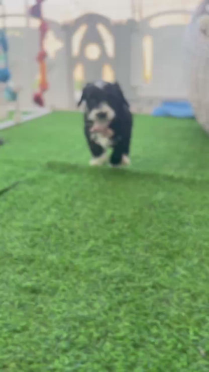 F1b Medium Bernedoodles (Standard Bernedoodle x Mini Poodle)