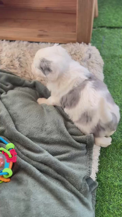 F1 Standard Sheepadoodles (Old English Sheepdog x Standard Poodle)