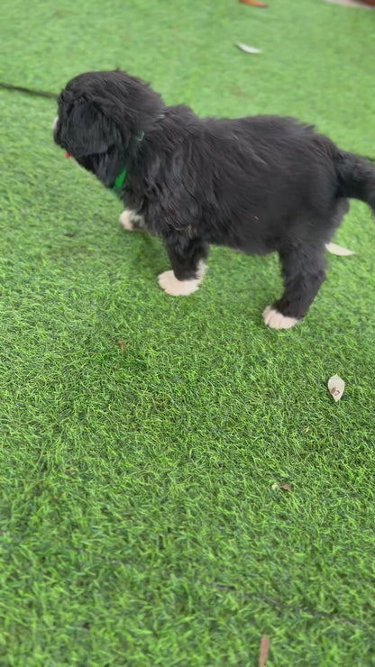 THEODORE - F1 Standard Bernedoodle (Bernese Mountain Dog x Standard Poodle)