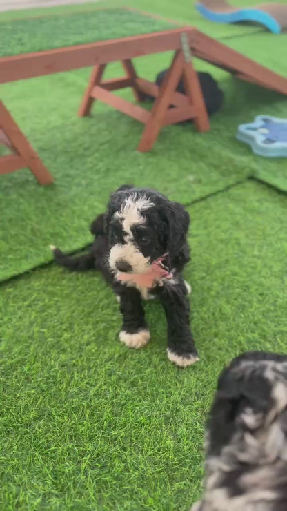 F1b Medium Bernedoodles (Standard Bernedoodle x Mini Poodle)