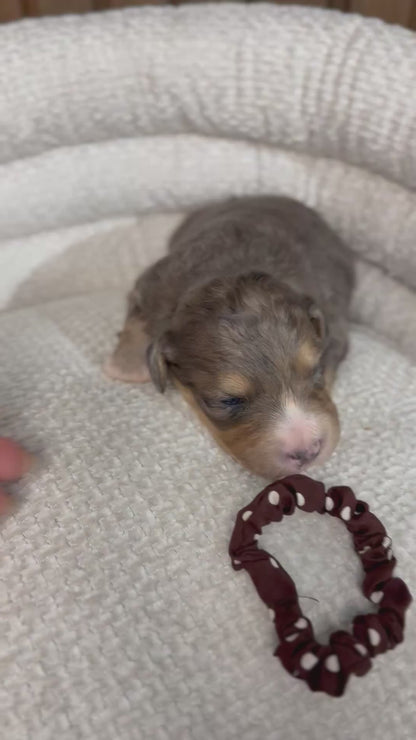 8 x F1 Standard Bernedoodles (Bernese Mountain Dog x Standard Poodle) READY EARLY DECEMBER