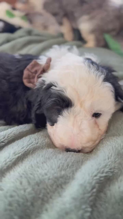 F1 Standard Sheepadoodles (Old English Sheepdog x Standard Poodle)