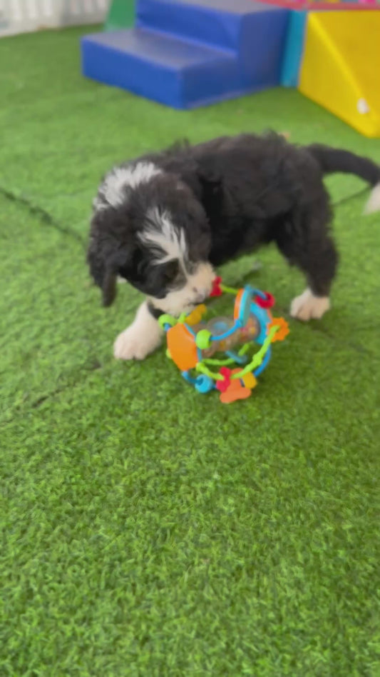 POSIE - F1 Standard Bernedoodle (Bernese Mountain Dog x Standard Poodle)