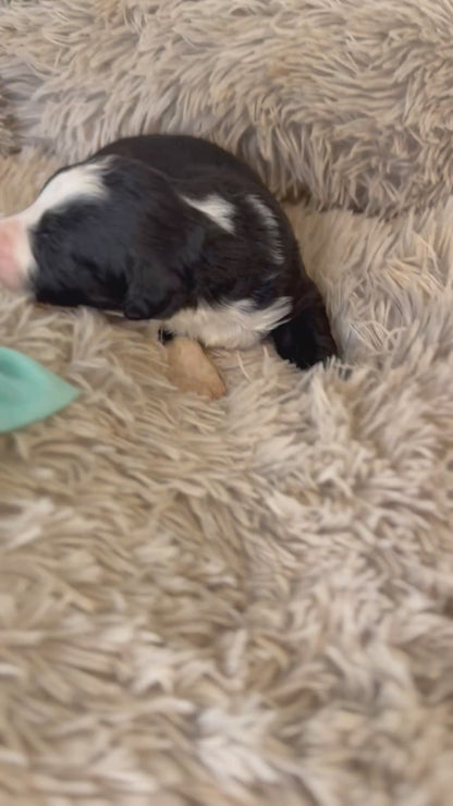 F1 Standard Bernedoodles (Bernese Mountain Dog x Standard Poodle)